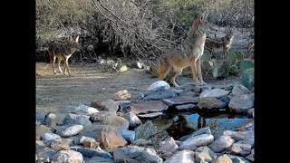 Amazing Wildlife of Tucson AZ