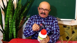 Чтобы не было тли на смородине и крыжовнике!