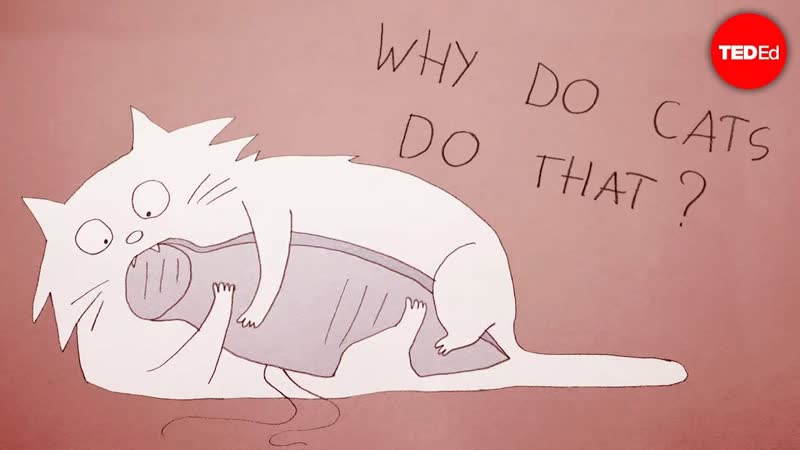 Why do cats act so weird Tony