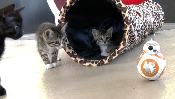 Kittens VS BB8