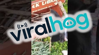 Doggo Picks a Nice Stick From Stick Library on Walk || ViralHog