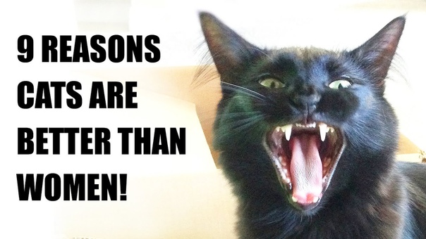 9 Reasons Cats Are Better Than