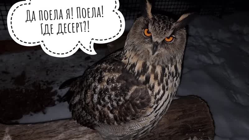 Осуждаем сову Ёлку за отсутствие аппетита. Осуждаем