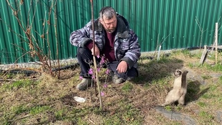Рододендрон Даурский в Екатеринбурге