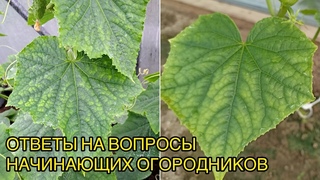 Огурцы желтеют. Клещ или хлороз Как помочь Разбираем по фото.