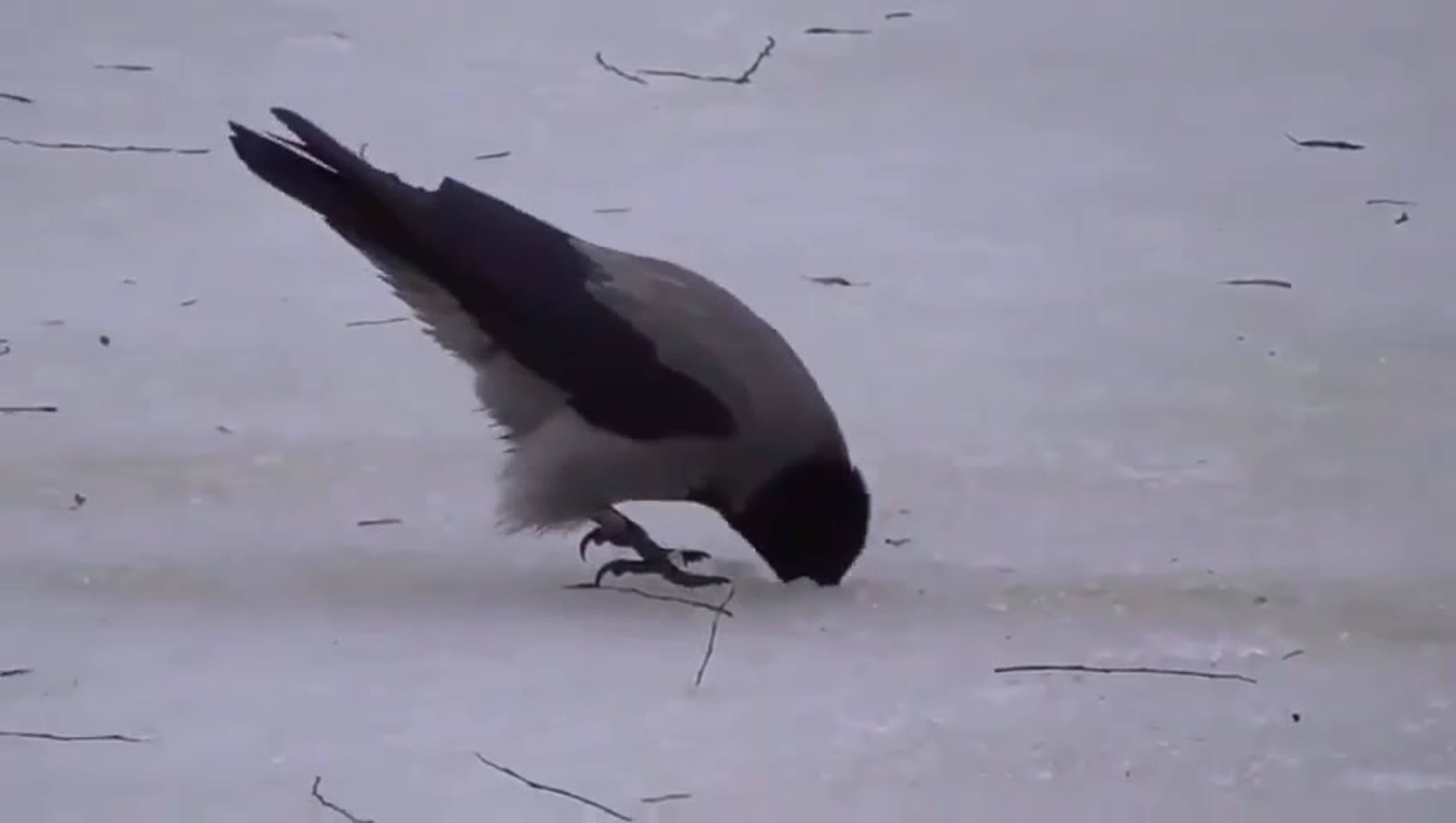 Видео про ворону прикол