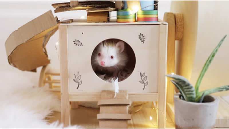 dogys tree house,