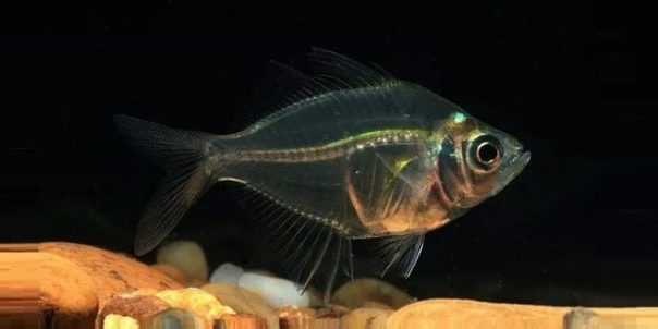 Окунь стеклянный аквариумный. Тернеция аквариумная рыбка. Стеклянный окунь чанга ранга. Аквариумная рыбка окунь. Индийский стеклянный окунь.