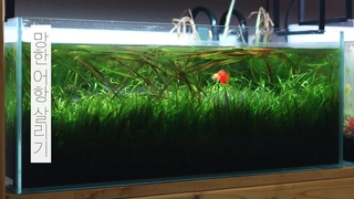 3      |  |  | Spring Aquarium Cleaning | MulMung