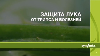 Защита лука от трипса и болезней