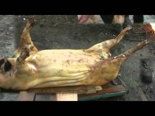Убой свиньи