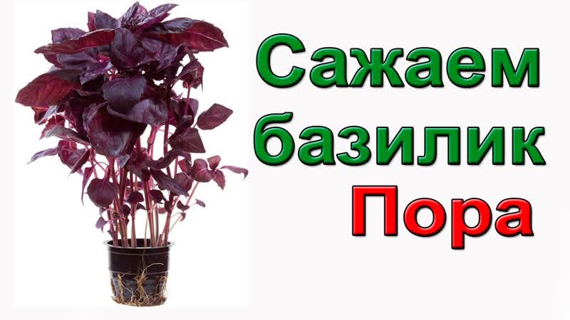 Королевская приправа. Как я выращиваю рассаду