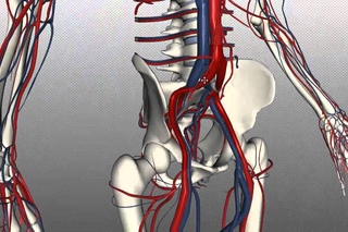 Veins of the body - PART 2 - Anatomy Tutorial