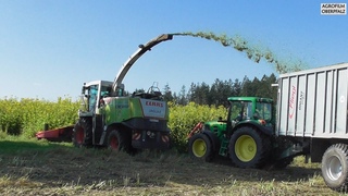 Jaguar in der durchwachsenen Silphie - LU Bücherl - Claas Jaguar 870 -  Silphie häckseln 2021