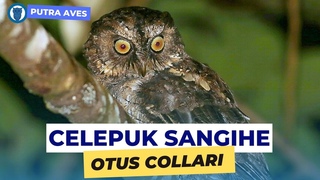 Совка Сангих/Sangihe scops owl/Celepuk sangihe - Otus collari/Strigidae  - Sangihe scops-owl