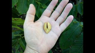 Редкий и необычный орех сердцевидный (heartnut)