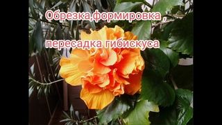 Пересадка и формирование ,,пушистого,, кустика китайской розы( гибискуса).Hibiscus pruning