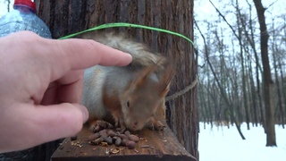 Кормлю незнакомых белок / Feeding unfamiliar squirrels