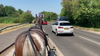 Consider Their Sense: The Hearing of a Horse