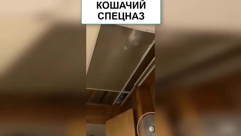 Кошачий спецназ