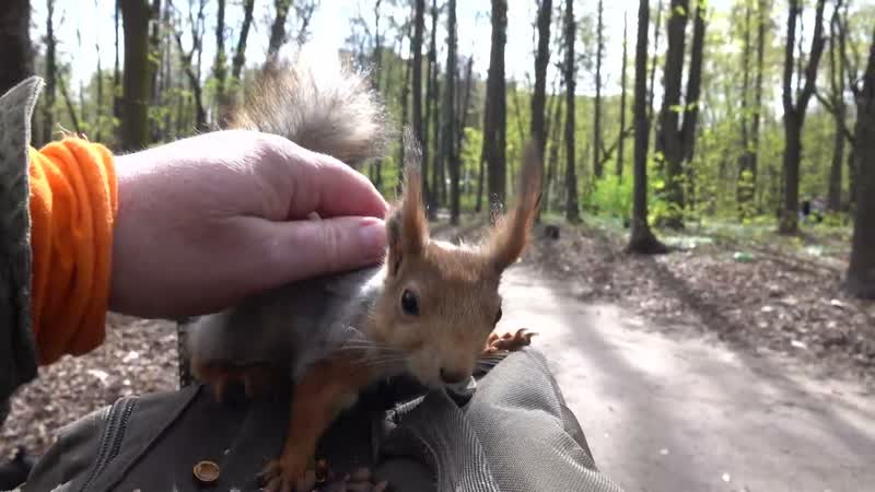 Ласковая белка с дыркой в ухе, Affectionate squirrel with a hole in his