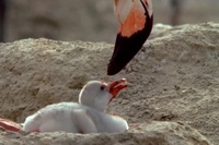 Фламинго вскармливание птенцов. Зобное молоко фламинго. Кормление детеныша фламинго. Как фламинго кормят своих птенцов. Как фламинго кормят своих птенцов.