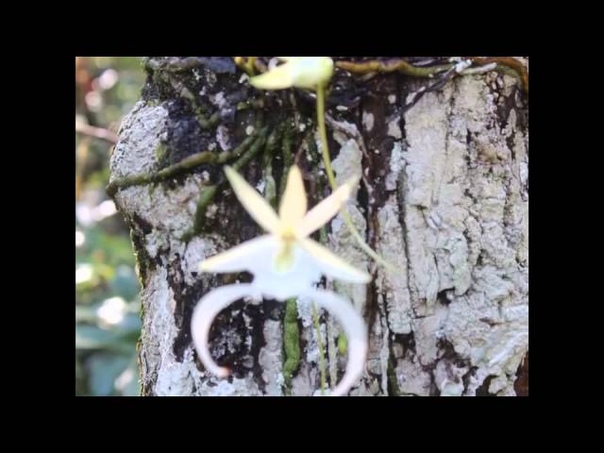 Ghost Orchid in the Fakahatchee