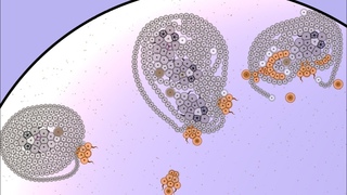 Me Playing Cell Lab