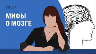 Мифы о мозге // Полина Кривых