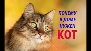 19 причин почему нужен кот в доме