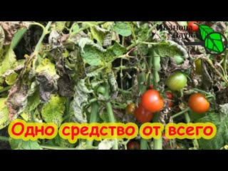 6 САМЫХ ОПАСНЫХ БОЛЕЗНЕЙ ТОМАТА ВО ВРЕМЯ НАЛИВА ПЛОДОВ и ОДНО СРЕДСТВО ПРОТИВ ВСЕХ!