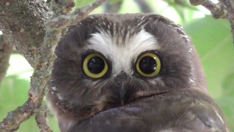 Northern Saw Whet