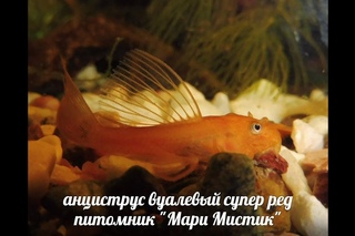 МОИ ВУАЛЕВЫЕ АНЦИСТРУСЫ СУПЕР РЕД + МАЙАКА