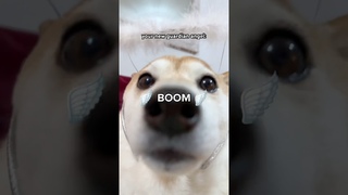 Angel Chipi Chipi Chapa Chapa Dubi Dubi Daba Daba #chipichipi #cutenessoverload #doge #memes
