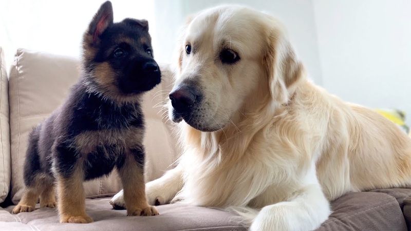 Golden Retriever Meets New German Shepherd Puppy for the First