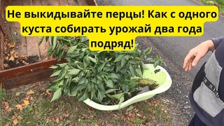 Не выбрасывайте кусты перцев! Уловка для нового урожая!