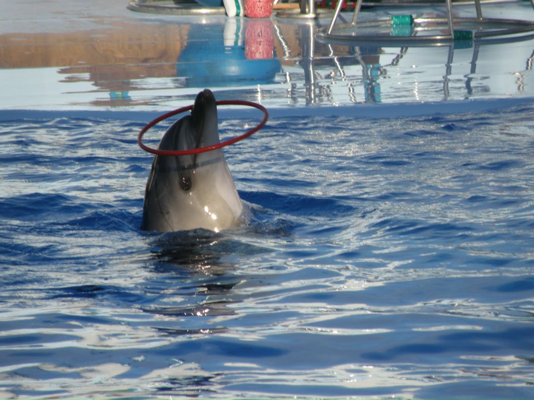 Надежда Цыганкова | Тольятти