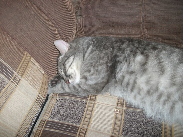 №2, Семён Семён №2, Семён Семён