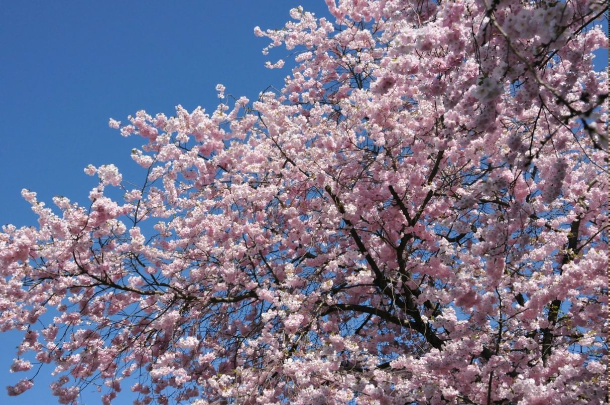 Айдан Алышова | 