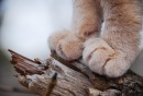 Фотография Игнатьевой Лидии