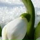 Светлана Смирнова | Новосибирск