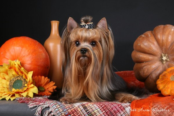 Галина Николаева | Санкт-Петербург