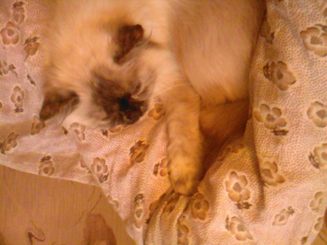 Анастасия Кличко | Новосибирск