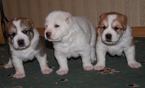 №2, Giorgi Ardzhevanidze, 07.06.1991, Одесса №2, Giorgi Ardzhevanidze, 07.06.1991, Одесса