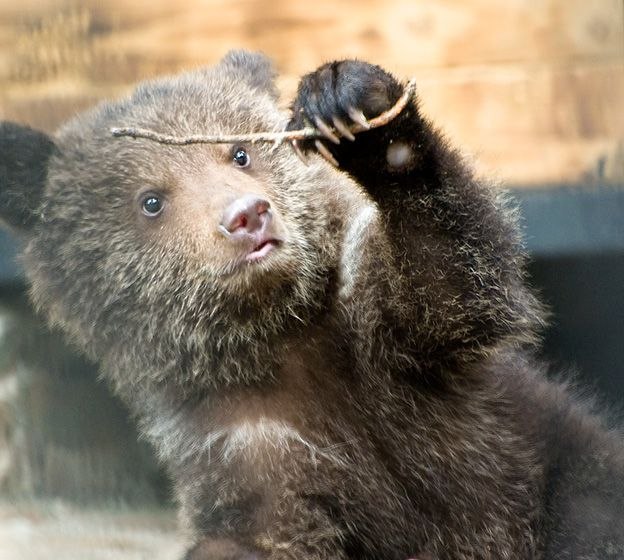 Семен Мануйлов ЧБ | Москва