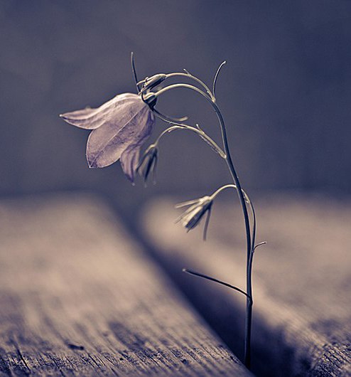 Виктор Митрофанов | Щербинка