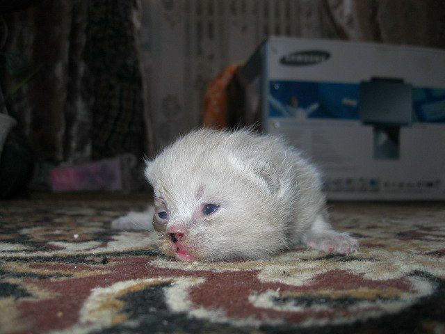 №111, Владимир Мухин, 35 лет, Брянск №111, Владимир Мухин, 35 лет, Брянск