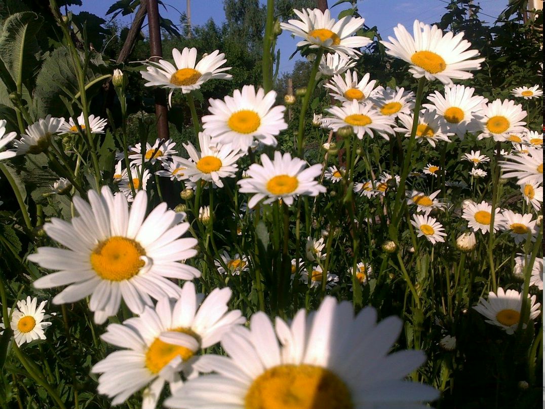 Ludmila Kvitka | Черкассы