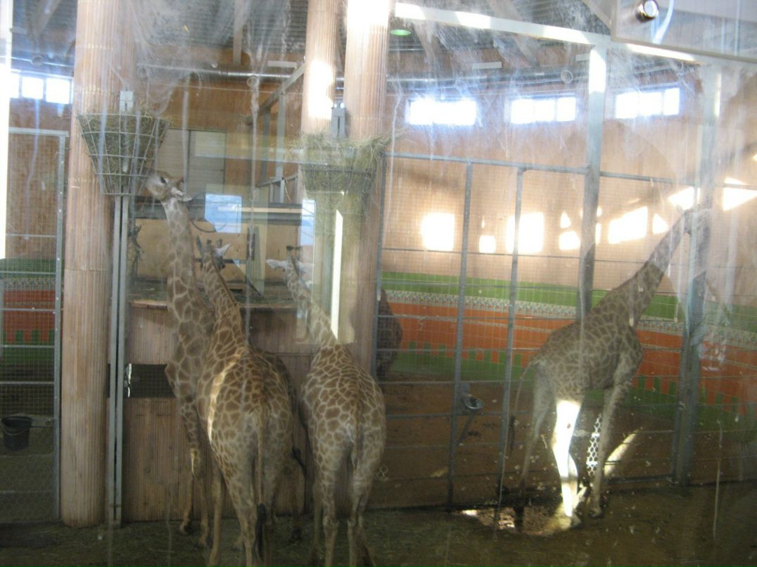 Александр Морозов | Железногорск