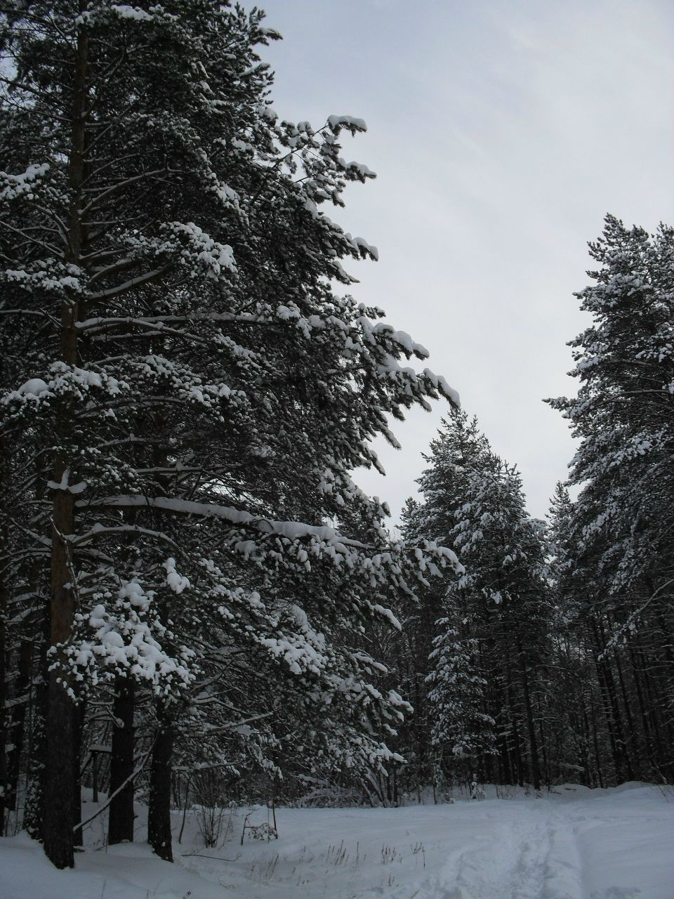 Надежда Шевцова | 